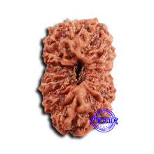 Load image into Gallery viewer, 16 Mukhi Rudraksha from Indonesia - Bead No 306
