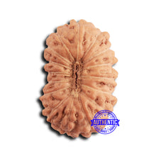 Load image into Gallery viewer, 16 Mukhi Rudraksha from Indonesia - Bead No 307

