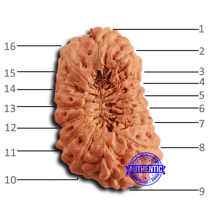 16 Mukhi Rudraksha from Indonesia - Bead No 308