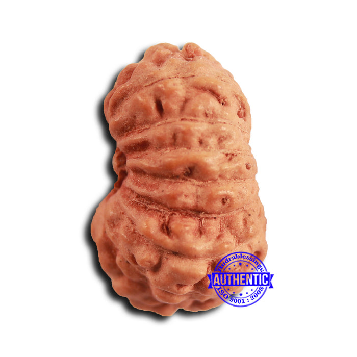 16 Mukhi Rudraksha from Indonesia - Bead No 308