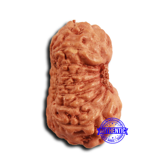16 Mukhi Rudraksha from Indonesia - Bead No 308