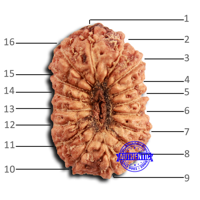 16 Mukhi Rudraksha from Indonesia - Bead No 309
