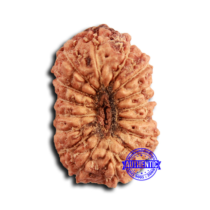 16 Mukhi Rudraksha from Indonesia - Bead No 309