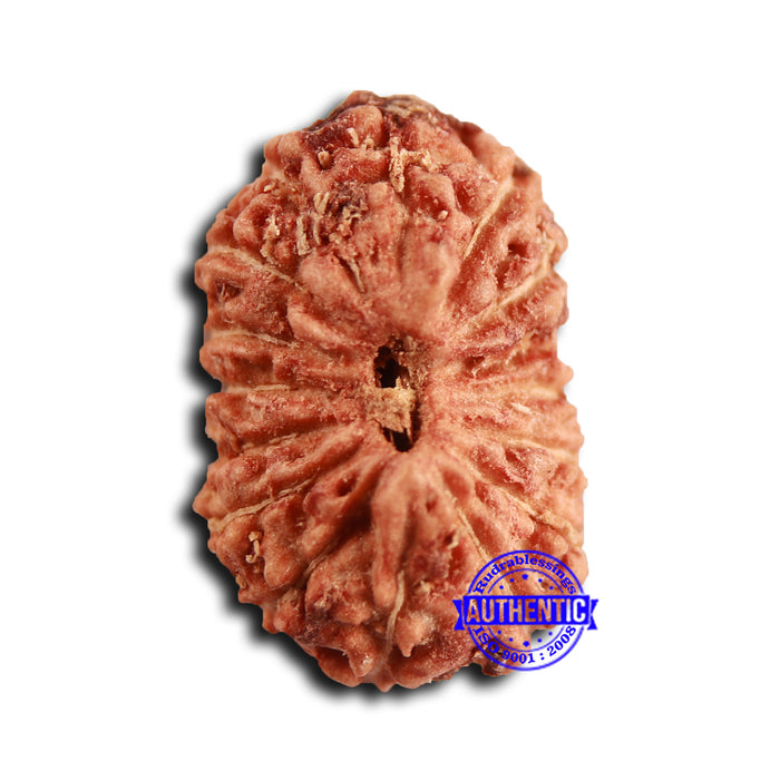16 Mukhi Rudraksha from Indonesia - Bead No 309