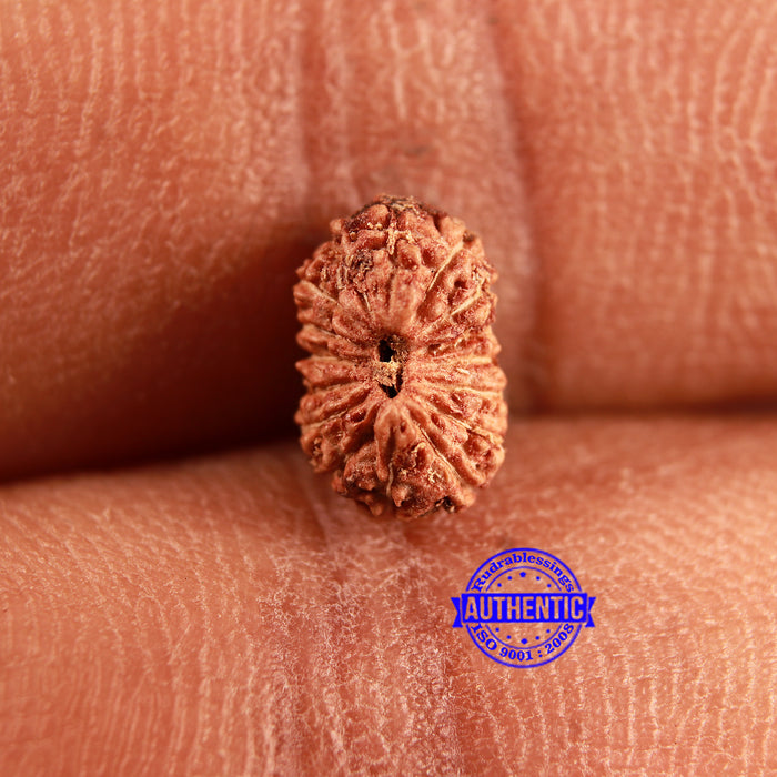 16 Mukhi Rudraksha from Indonesia - Bead No 309