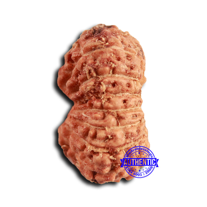 16 Mukhi Rudraksha from Indonesia - Bead No 309