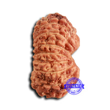 Load image into Gallery viewer, 16 Mukhi Rudraksha from Indonesia - Bead No 309
