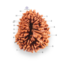Load image into Gallery viewer, 16 Mukhi Rudraksha from Nepal - Bead No. 122

