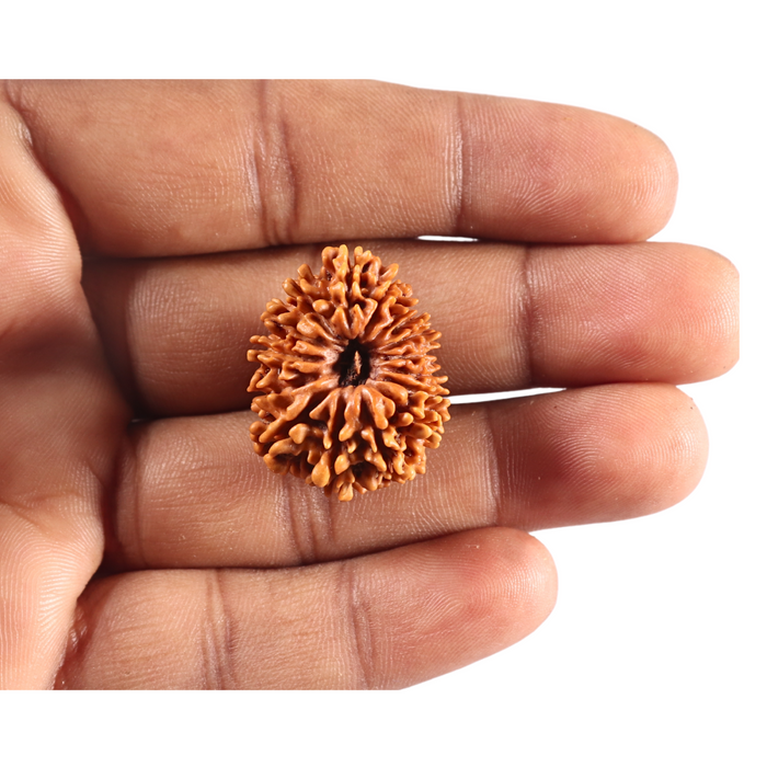 14 Mukhi Nepalese Rudraksha - Bead No. 122
