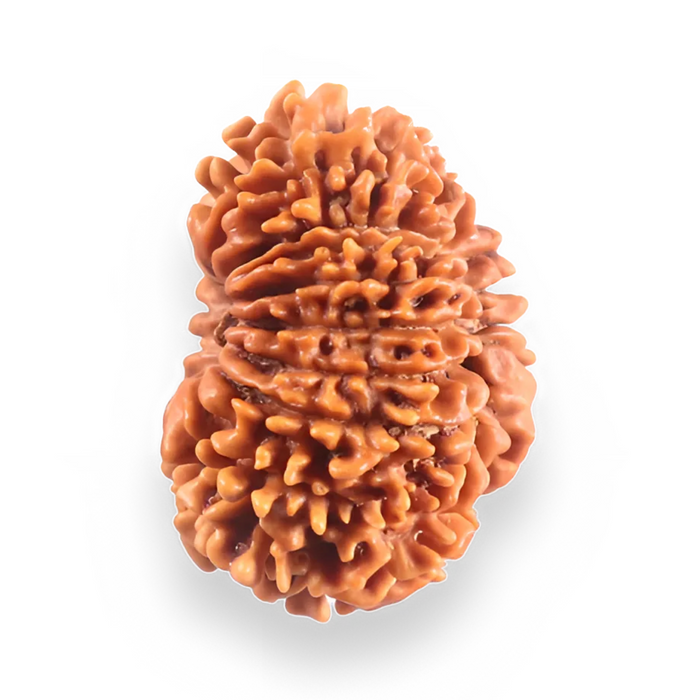 16 Mukhi Rudraksha from Nepal - Bead No. 122