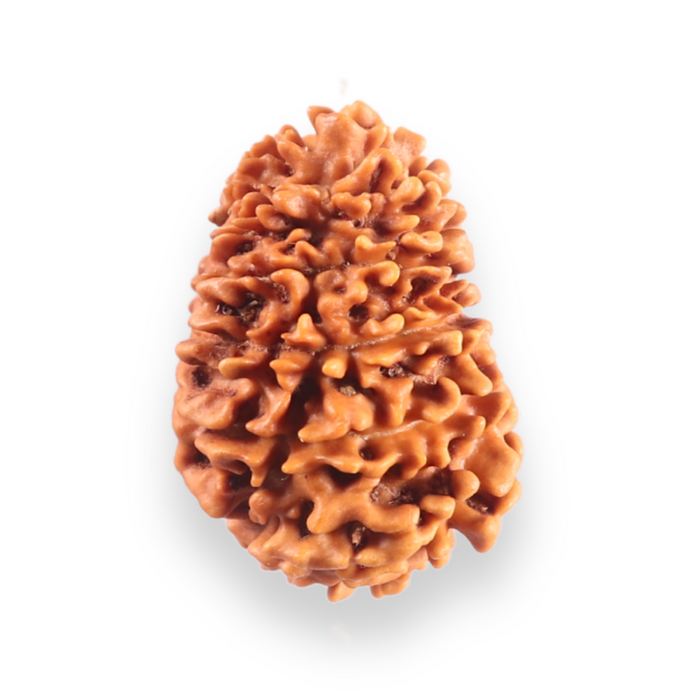 16 Mukhi Rudraksha from Nepal - Bead No. 122
