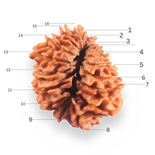 Load image into Gallery viewer, 16 Mukhi Rudraksha from Nepal - Bead No. 123

