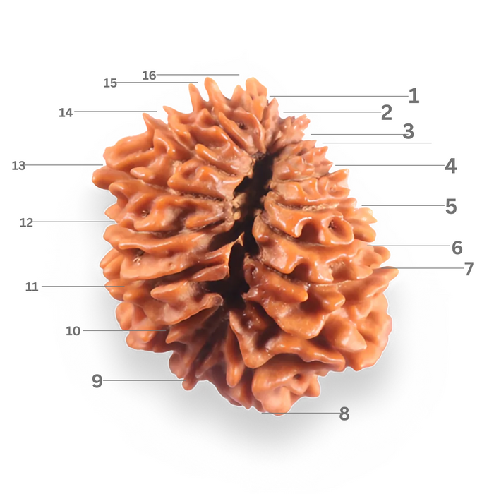 16 Mukhi Rudraksha from Nepal - Bead No. 123