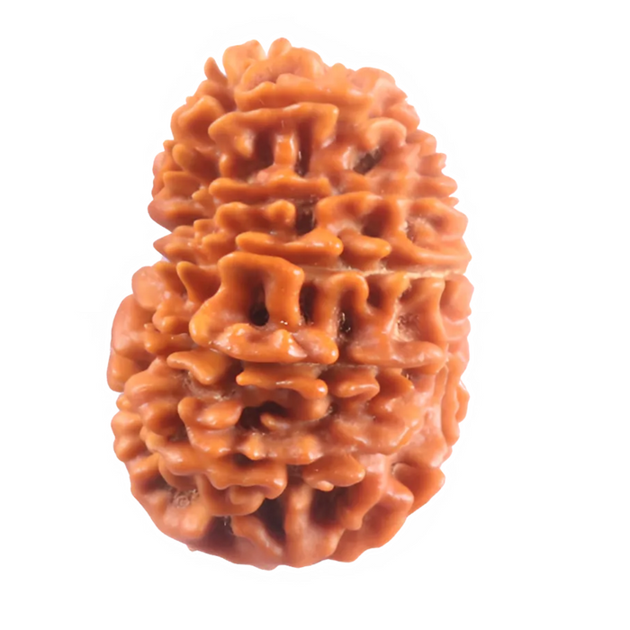 16 Mukhi Rudraksha from Nepal - Bead No. 123