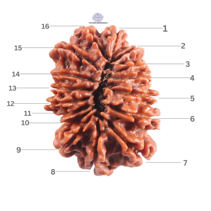 16 Mukhi Rudraksha from Nepal - Bead No. 124