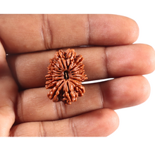 Load image into Gallery viewer, 16 Mukhi Rudraksha from Nepal - Bead No. 124
