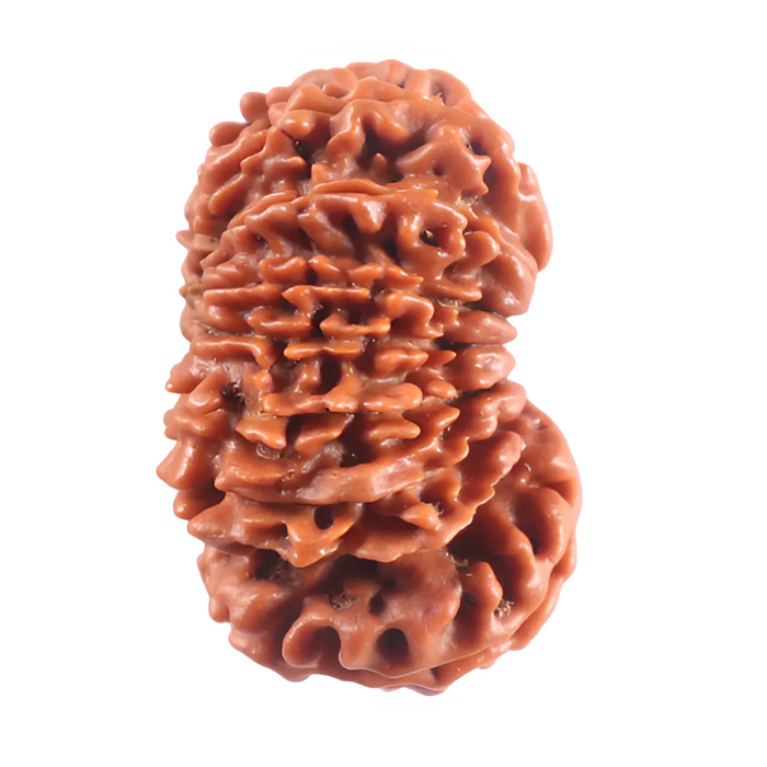 16 Mukhi Rudraksha from Nepal - Bead No. 124