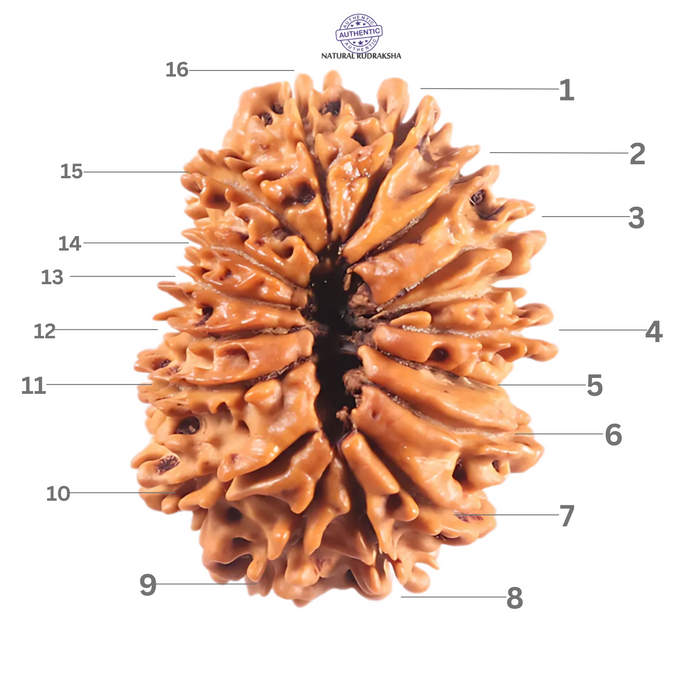 16 Mukhi Rudraksha from Nepal - Bead No. 125