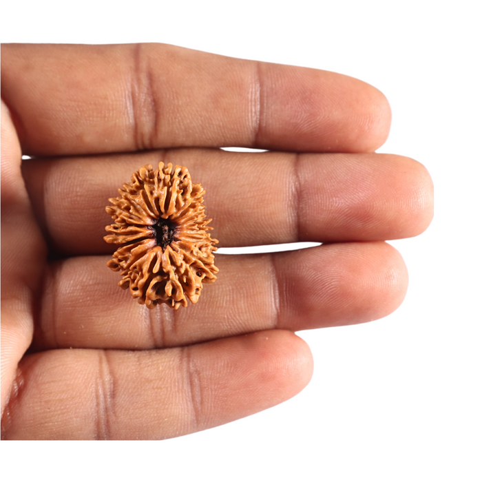 16 Mukhi Rudraksha from Nepal - Bead No. 125