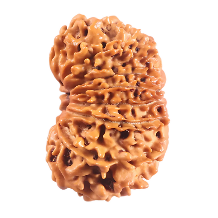 16 Mukhi Rudraksha from Nepal - Bead No. 125