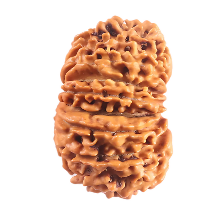 16 Mukhi Rudraksha from Nepal - Bead No. 125