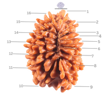 Load image into Gallery viewer, 16 Mukhi Rudraksha from Nepal - Bead No. 126
