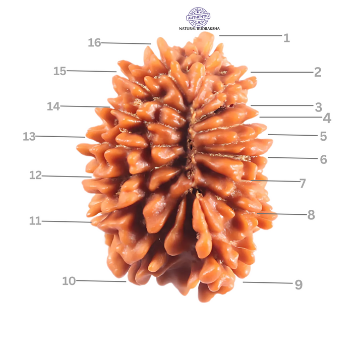 16 Mukhi Rudraksha from Nepal - Bead No. 126