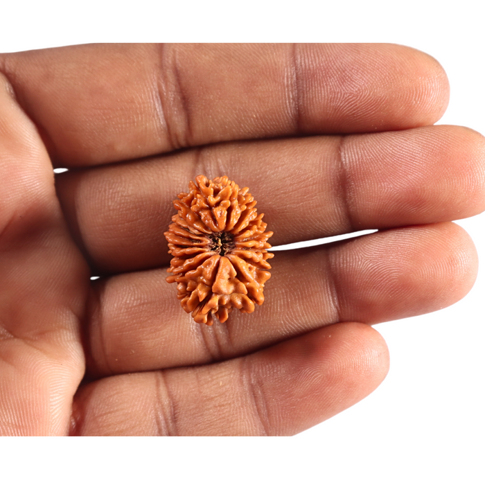 16 Mukhi Rudraksha from Nepal - Bead No. 126