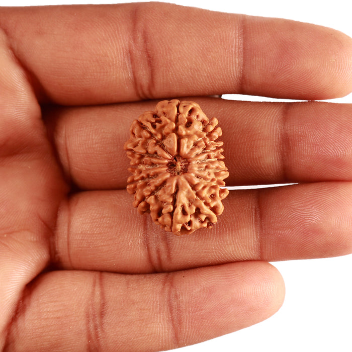 13 Mukhi Nepalese Rudraksha - Bead No. 331