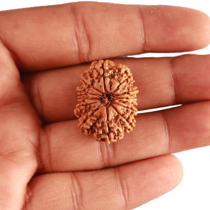 13 Mukhi Nepalese Rudraksha - Bead No. 340