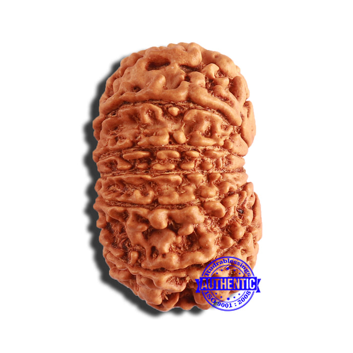 13 Mukhi Nepalese Rudraksha - Bead No. 340