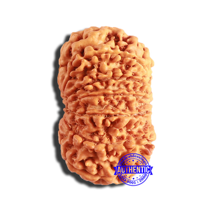 13 Mukhi Nepalese Rudraksha - Bead No. 347