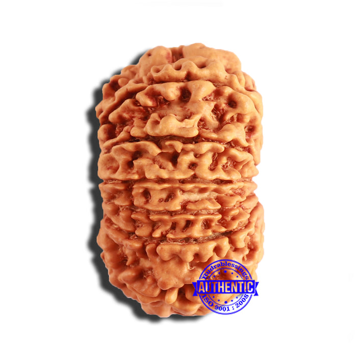 13 Mukhi Nepalese Rudraksha - Bead No. 347