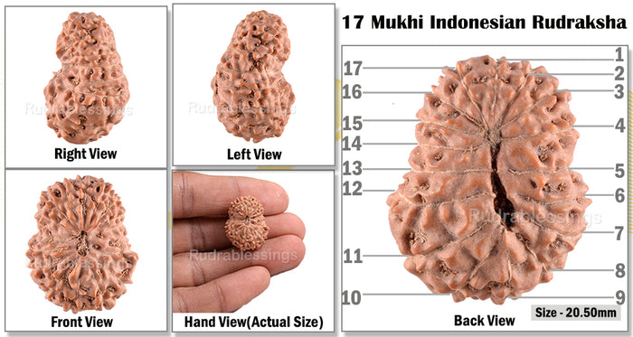 17 Mukhi Rudraksha from Indonesia - Bead No. 227