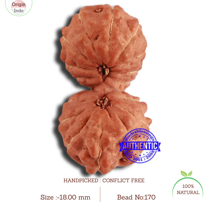 17 Mukhi Gaurishankar Rudraksha from Indonesia - Bead No. 170