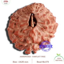 Load image into Gallery viewer, 17 Mukhi Rudraksha from Indonesia - Bead No. 173
