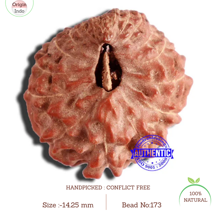 17 Mukhi Rudraksha from Indonesia - Bead No. 173