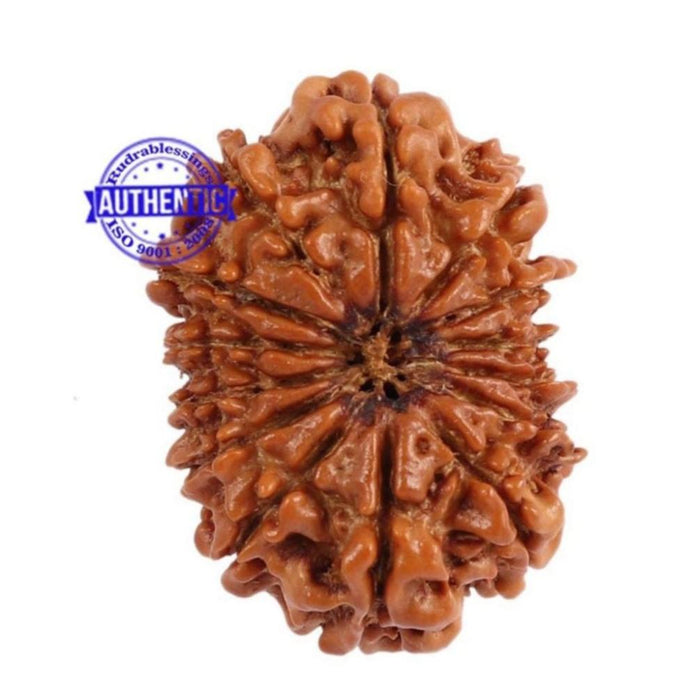 14 Mukhi Nepalese Rudraksha - Bead No. 175