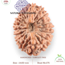 Load image into Gallery viewer, 17 Mukhi Rudraksha from Indonesia - Bead No. 175

