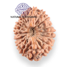 Load image into Gallery viewer, 17 Mukhi Rudraksha from Indonesia - Bead No. 175
