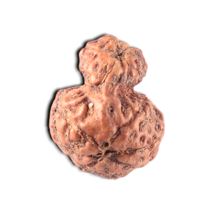 Indonesian Garbh Gauri Rudraksha - Bead No. 17