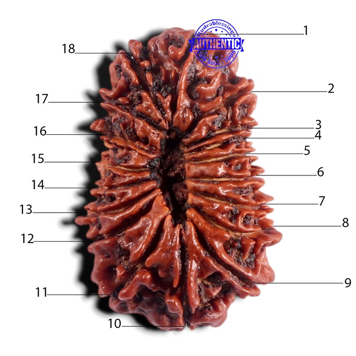 18 Mukhi Rudraksha from Nepal - Bead No. 62