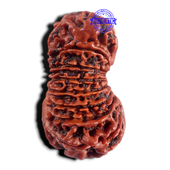 18 Mukhi Rudraksha from Nepal - Bead No. 62