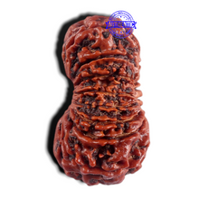 Load image into Gallery viewer, 18 Mukhi Rudraksha from Nepal - Bead No. 62
