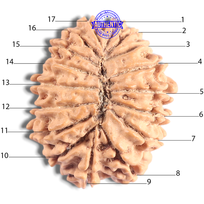 17 Mukhi Nepalese Rudraksha - Bead No. 72