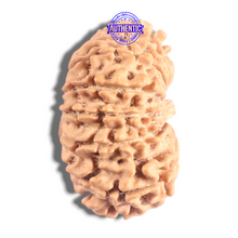 Load image into Gallery viewer, 17 Mukhi Nepalese Rudraksha - Bead No. 72
