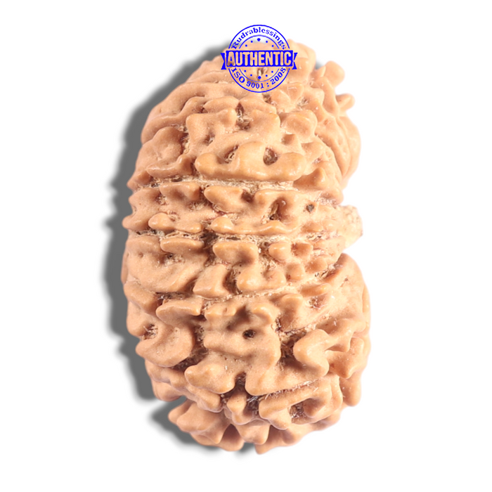 17 Mukhi Nepalese Rudraksha - Bead No. 72