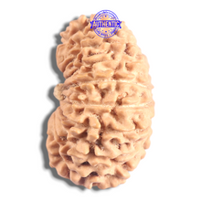 Load image into Gallery viewer, 17 Mukhi Nepalese Rudraksha - Bead No. 72
