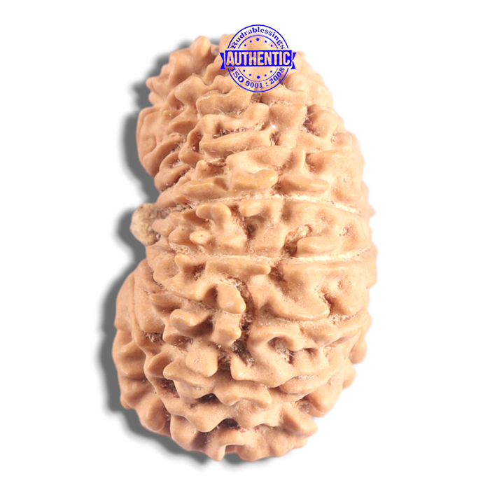 17 Mukhi Nepalese Rudraksha - Bead No. 72
