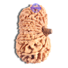 Load image into Gallery viewer, 17 Mukhi Nepalese Rudraksha - Bead No. 73
